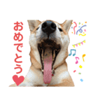 柴犬あんず ver.3（個別スタンプ：11）