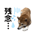 柴犬あんず ver.3（個別スタンプ：13）