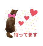 柴犬あんず ver.3（個別スタンプ：14）