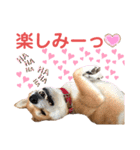 柴犬あんず ver.3（個別スタンプ：15）