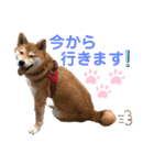 柴犬あんず ver.3（個別スタンプ：16）