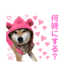 柴犬あんず ver.3（個別スタンプ：17）