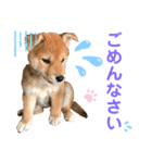 柴犬あんず ver.3（個別スタンプ：19）