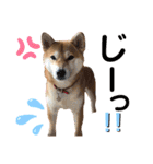 柴犬あんず ver.3（個別スタンプ：20）