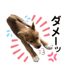 柴犬あんず ver.3（個別スタンプ：21）