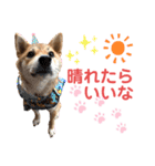 柴犬あんず ver.3（個別スタンプ：22）