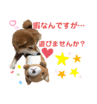 柴犬あんず ver.3（個別スタンプ：24）