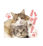 Ta Nous et Mon（個別スタンプ：1）