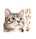 Ta Nous et Mon（個別スタンプ：2）