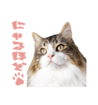 Ta Nous et Mon（個別スタンプ：3）