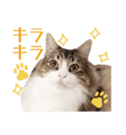 Ta Nous et Mon（個別スタンプ：5）
