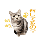 Ta Nous et Mon（個別スタンプ：15）