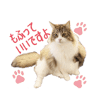Ta Nous et Mon（個別スタンプ：17）