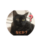 そらてんこのつく（個別スタンプ：1）