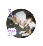TENKOにゃんずฅ2（個別スタンプ：1）