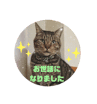 TENKOにゃんずฅ2（個別スタンプ：7）