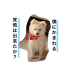 ぽんぷくん（個別スタンプ：1）