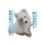 ぽんぷくん（個別スタンプ：3）