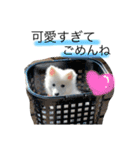 ぽんぷくん（個別スタンプ：5）