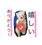 ぽんぷくん（個別スタンプ：6）