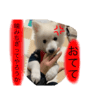 ぽんぷくん（個別スタンプ：8）