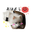 ぽんぷくん（個別スタンプ：9）
