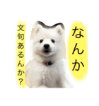 ぽんぷくん（個別スタンプ：10）