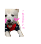 ぽんぷくん（個別スタンプ：13）