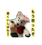 ぽんぷくん（個別スタンプ：14）