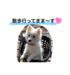 ぽんぷくん（個別スタンプ：15）