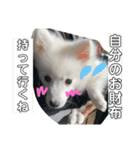 ぽんぷくん（個別スタンプ：16）