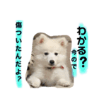 ぽんぷくん（個別スタンプ：17）