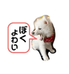 ぽんぷくん（個別スタンプ：19）