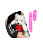 ぽんぷくん（個別スタンプ：23）