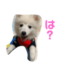ぽんぷくん（個別スタンプ：24）