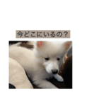 ぽんぷくん（個別スタンプ：28）