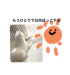 ぽんぷくん（個別スタンプ：29）