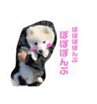 ぽんぷくん（個別スタンプ：31）