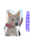 ぽんぷくん（個別スタンプ：32）
