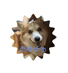 コーギー犬・はっぴー＆こう（個別スタンプ：1）
