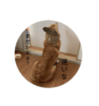 コーギー犬・はっぴー＆こう（個別スタンプ：3）