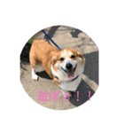 コーギー犬・はっぴー＆こう（個別スタンプ：6）