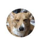 コーギー犬・はっぴー＆こう（個別スタンプ：7）