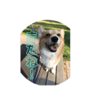コーギー犬・はっぴー＆こう（個別スタンプ：8）