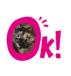 さびねこ わさび（個別スタンプ：1）