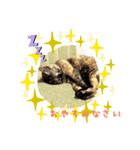 さびねこ わさび（個別スタンプ：4）