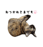 さびねこ わさび（個別スタンプ：6）