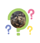 さびねこ わさび（個別スタンプ：7）