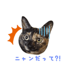 さびねこ わさび（個別スタンプ：8）