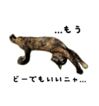 さびねこ わさび（個別スタンプ：9）